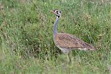 White-bellied Bustardborder=